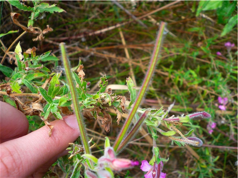 Epilobium hirsutum